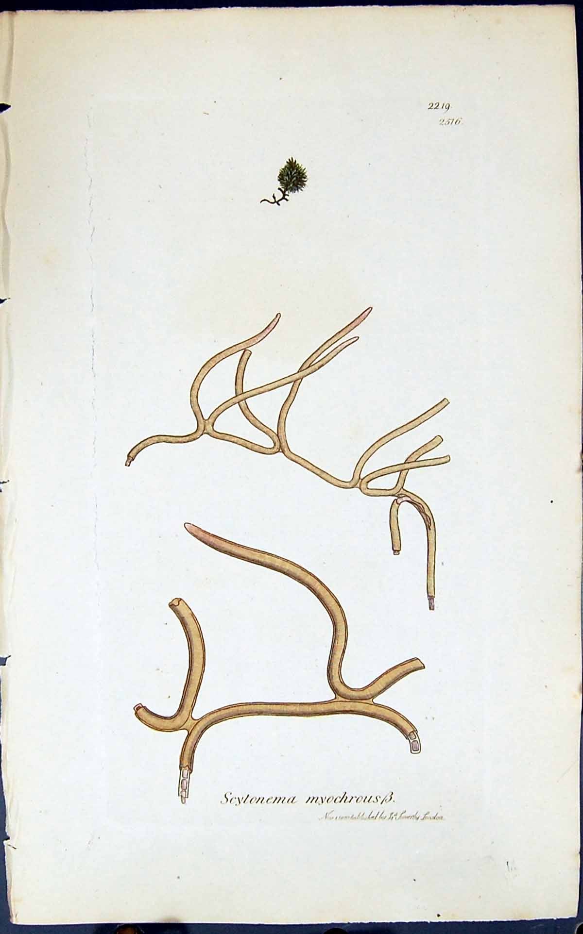 Old Scytonema Myochrous 1847 British Plants Sowerby Smith Colour Ref. Victorian