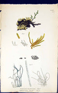 Old Scytonema Turfaceum Sphoerozyga Jacobi 1847 British Plants Sowerb Victorian