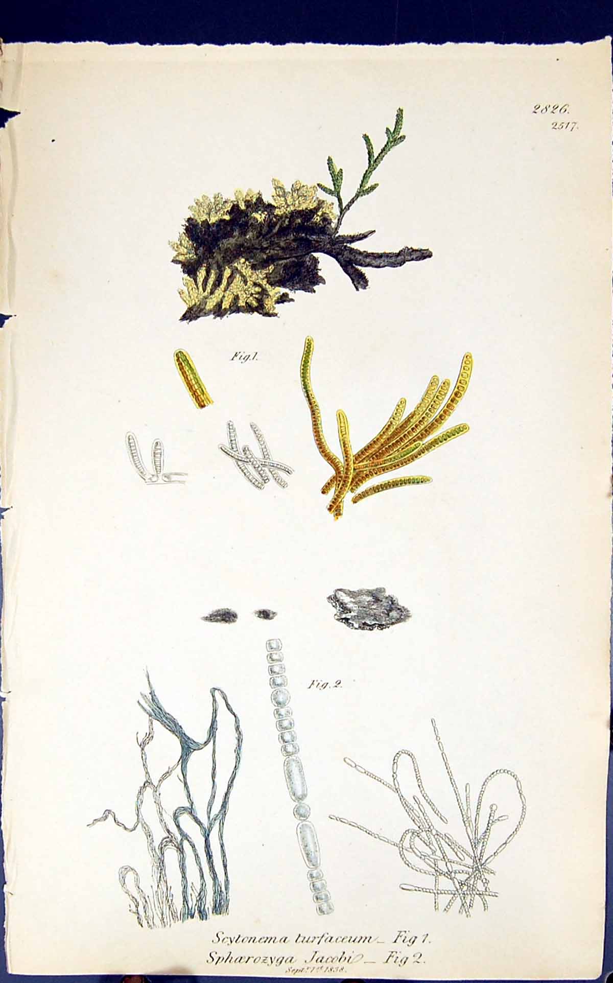 Old Scytonema Turfaceum Sphoerozyga Jacobi 1847 British Plants Sowerb Victorian