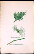 Antique Old Print Calothrix Confervicola 1847 British Plants Sowerby Smith 19th