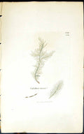 Antique Old Print Calothrix Nivea 1847 British Plants Sowerby Smith Colour 19th