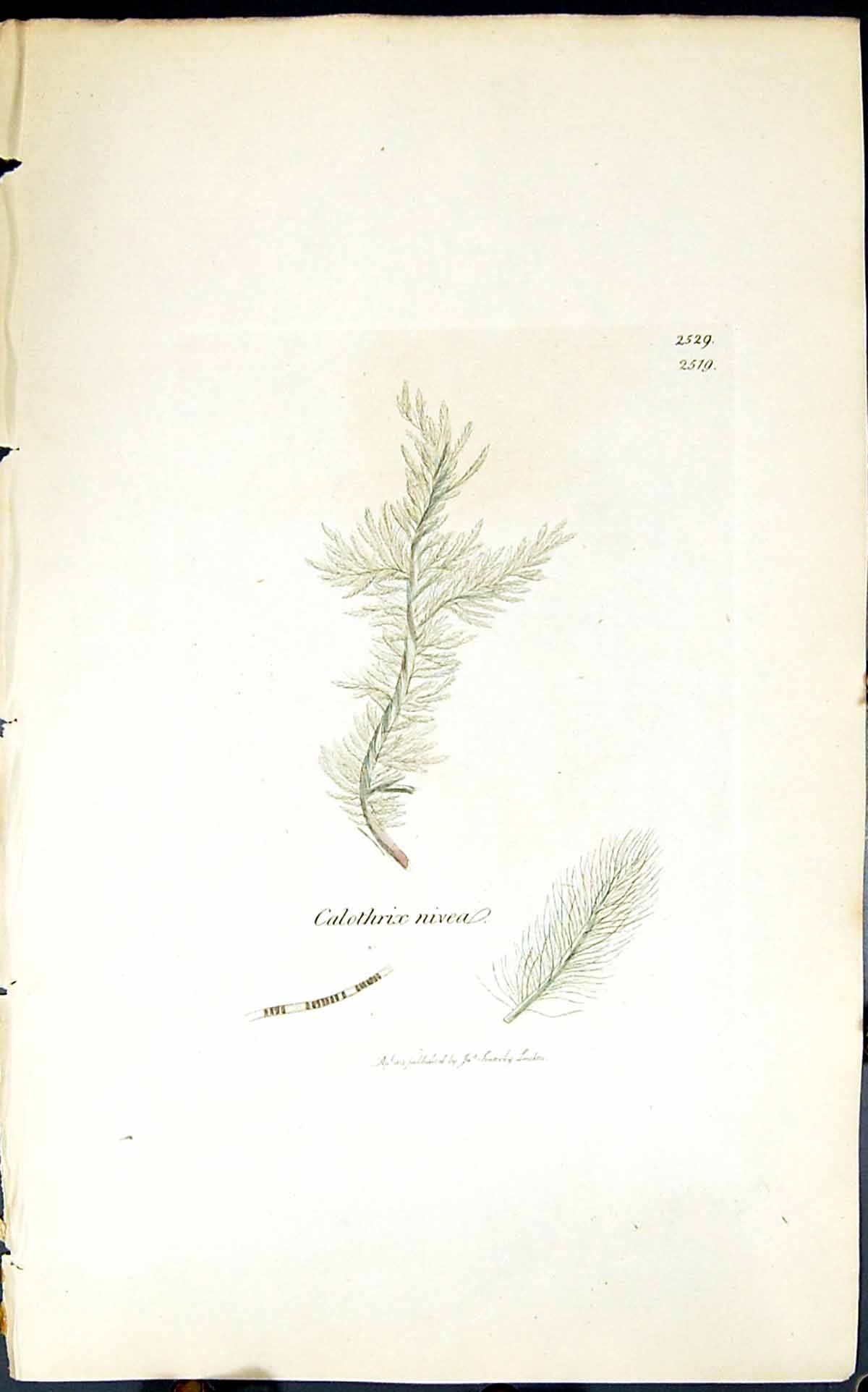 Antique Old Print Calothrix Nivea 1847 British Plants Sowerby Smith Colour 19th