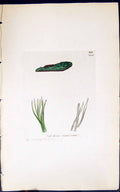 Antique Print Calothrix Scopulorum 1847 British Plants Sowerby Smith Colour