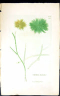 Antique Old Print Calothrix Disorta 1847 British Plants Sowerby Smith Colour
