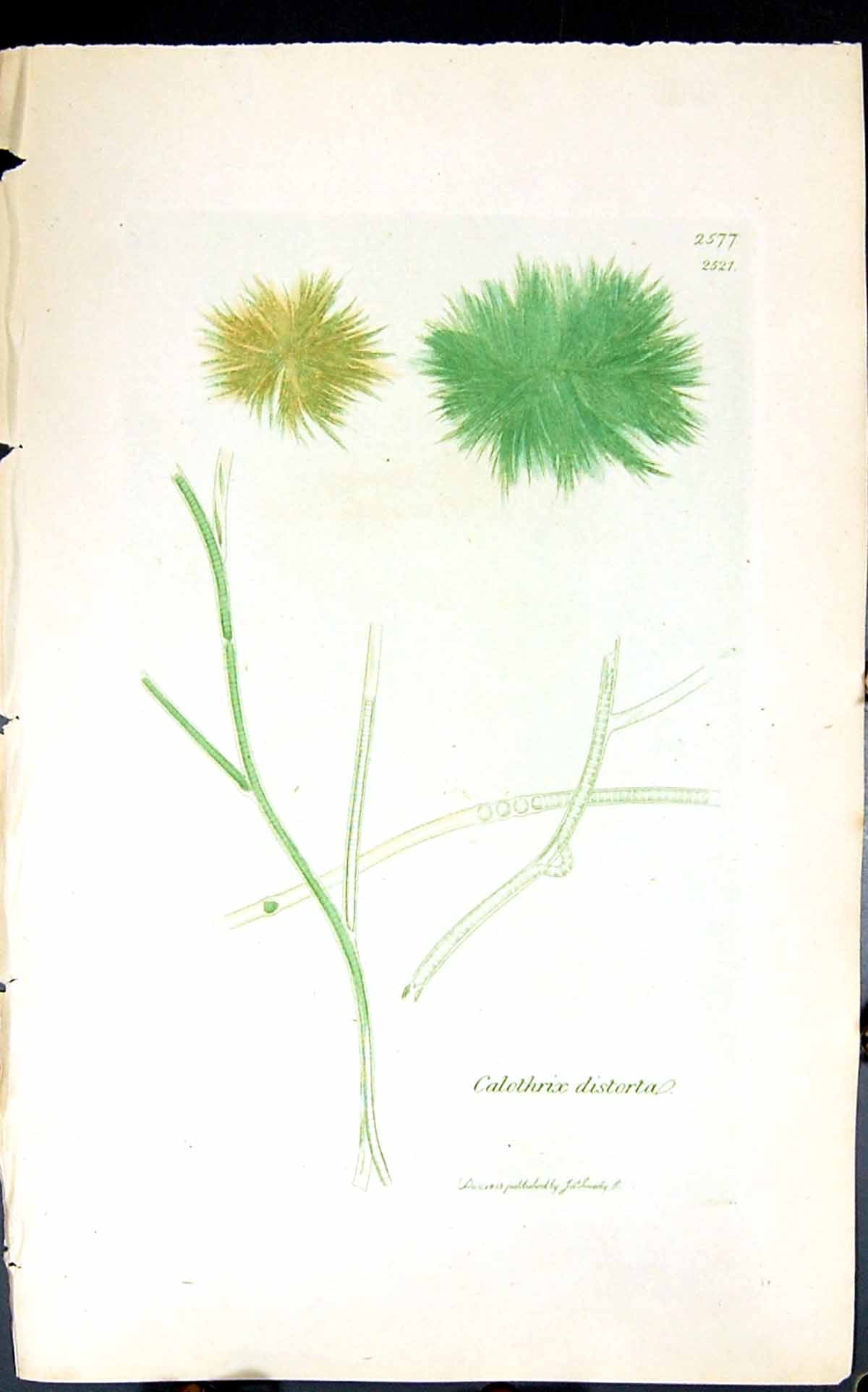Antique Old Print Calothrix Disorta 1847 British Plants Sowerby Smith Colour