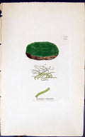 Antique Old Print Lyngbya Muralis 1847 British Plants Sowerby Smith Colour 19th