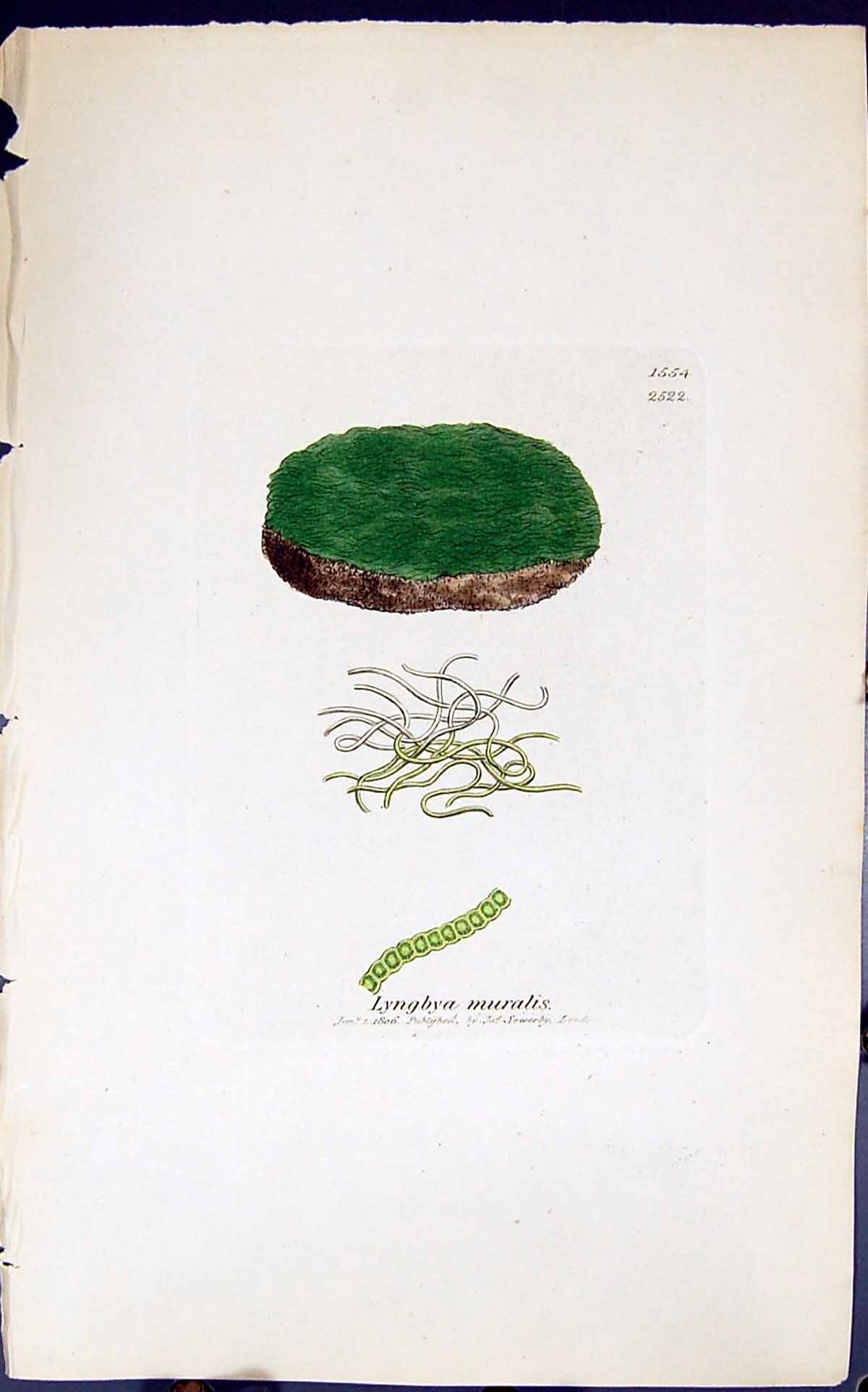 Antique Old Print Lyngbya Muralis 1847 British Plants Sowerby Smith Colour 19th