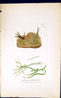 Antique Print Oscillatoria Chthonoplastes 1847 British Plants Sowerby Smith