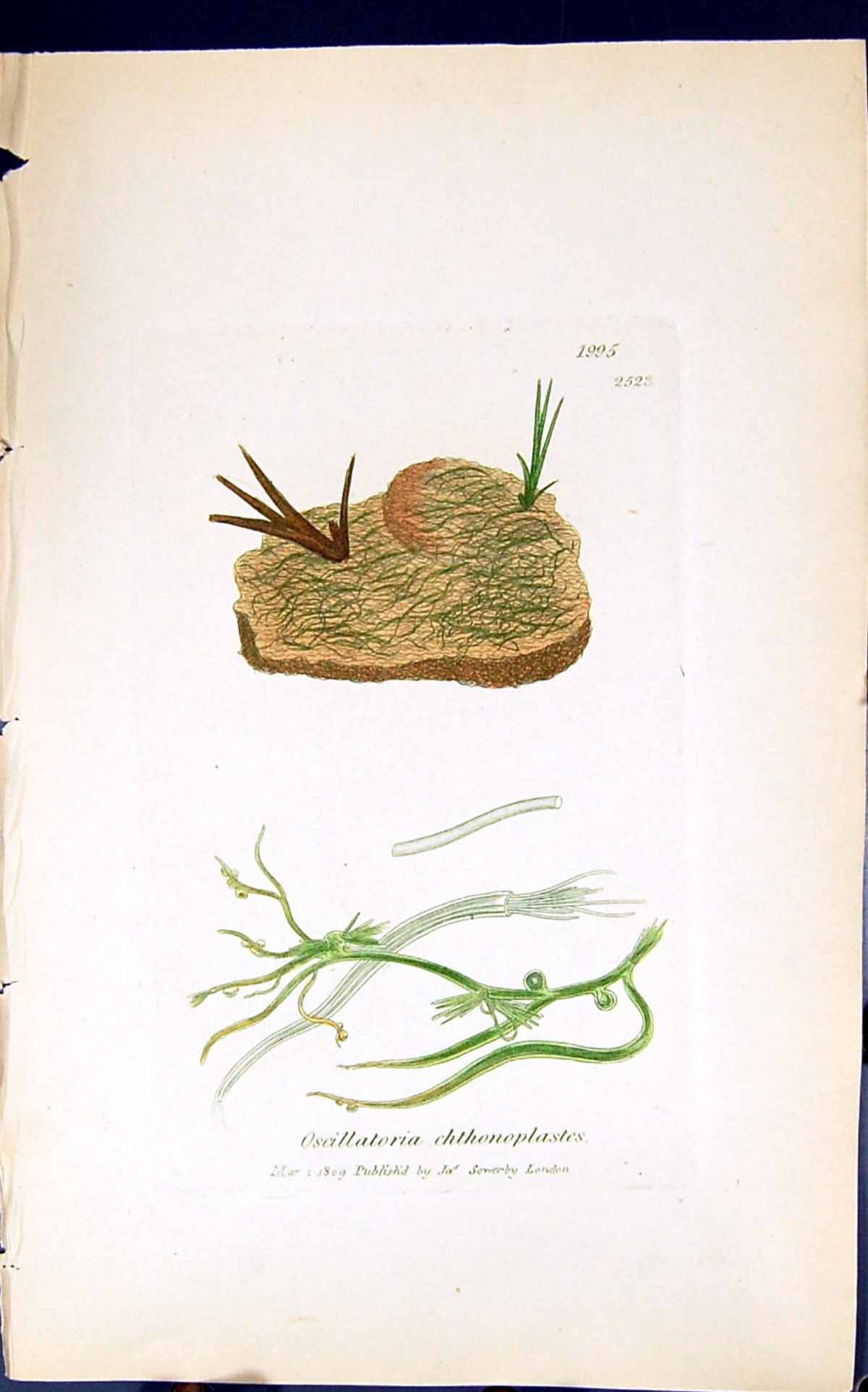 Antique Print Oscillatoria Chthonoplastes 1847 British Plants Sowerby Smith