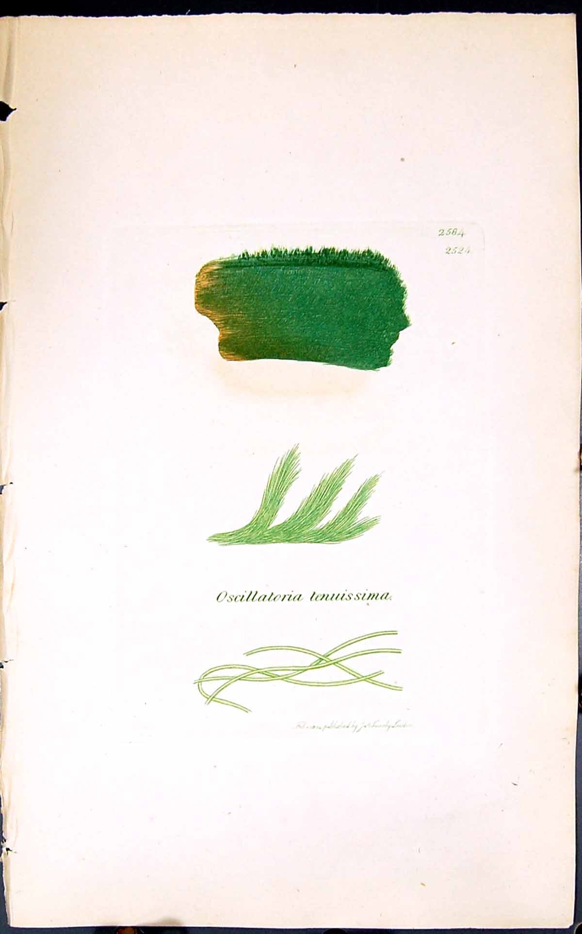 Antique Old Print Oscillantoria Tenuissima 1847 British Plants Sowerby Smith