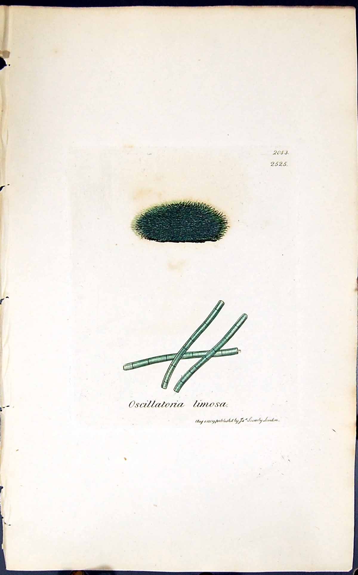 Antique Print Oscillatoria Limosa 1847 British Plants Sowerby Smith Colour 19th