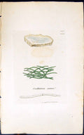 Antique Print Oscillatoria Cyanea 1847 British Plants Sowerby Smith Colour 19th