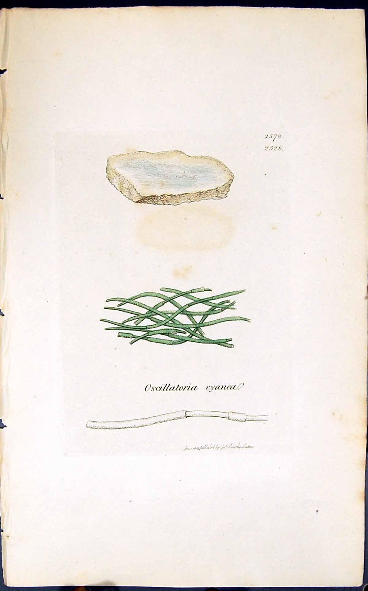Antique Print Oscillatoria Cyanea 1847 British Plants Sowerby Smith Colour 19th
