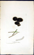 Antique Old Print Oscillatoria Nigra 1847 British Plants Sowerby Smith Colour