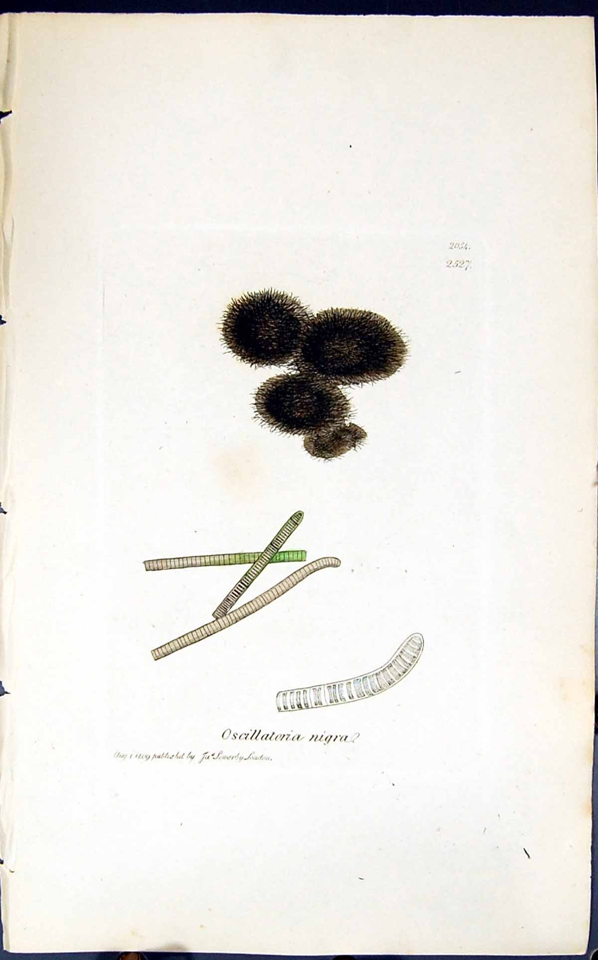 Antique Old Print Oscillatoria Nigra 1847 British Plants Sowerby Smith Colour