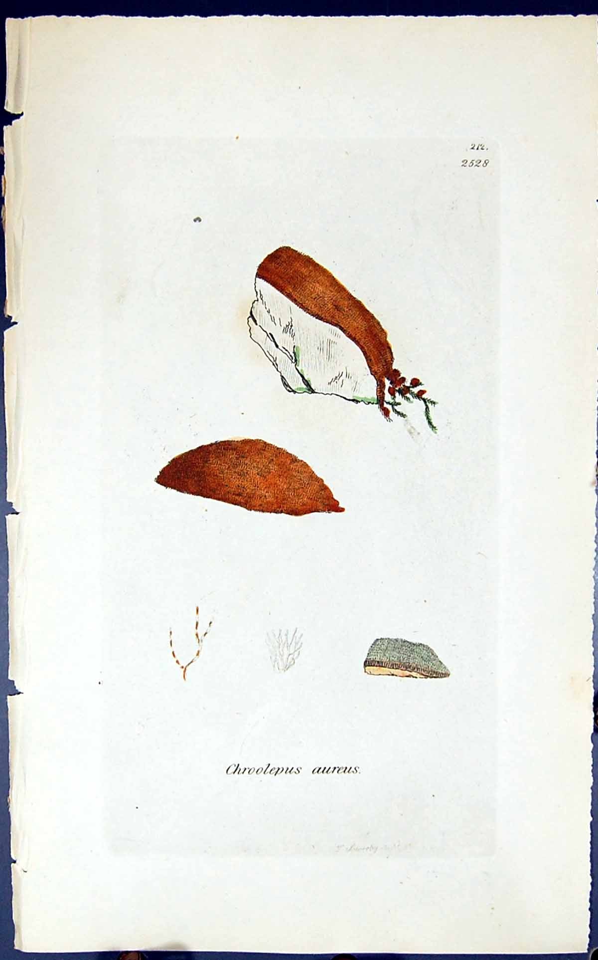 Antique Old Print Chroolepus Aureus 1847 British Plants Sowerby Smith Colour