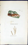Antique Print Chroolepus Iliciola 1847 British Plants Sowerby Smith Colour 19th