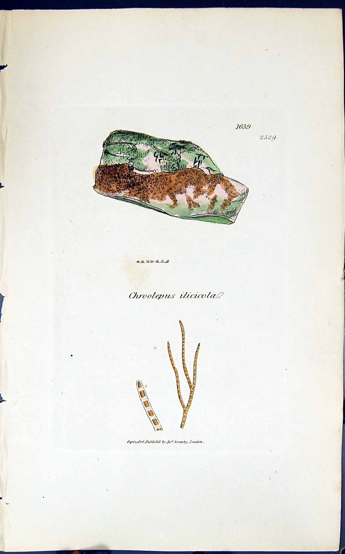 Antique Print Chroolepus Iliciola 1847 British Plants Sowerby Smith Colour 19th