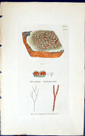 Antique Old Print Chroolepus Lichenicola 1847 British Plants Sowerby Smith 19th