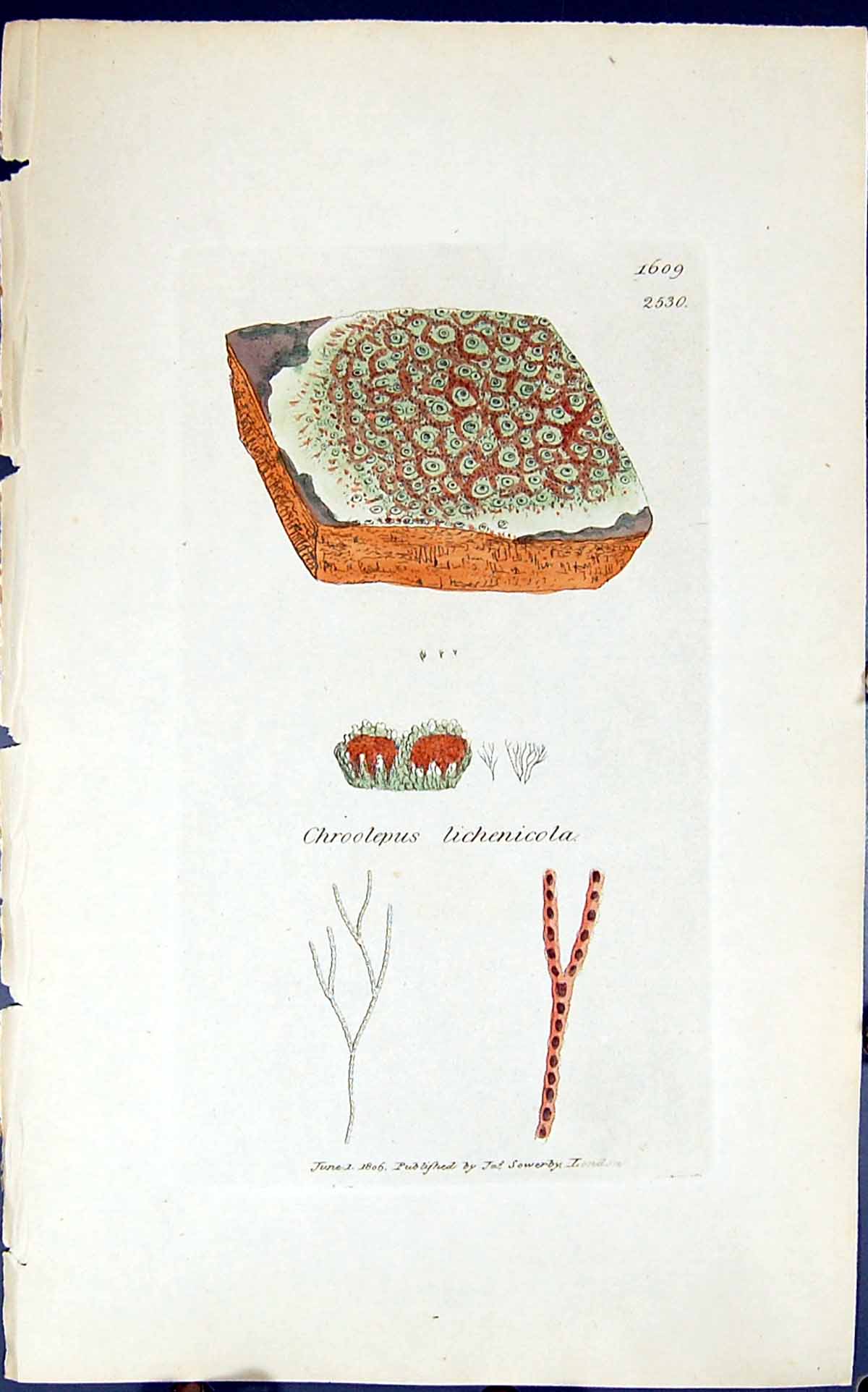 Antique Old Print Chroolepus Lichenicola 1847 British Plants Sowerby Smith 19th