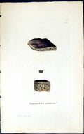 Old Print Trentepohlia Purpurea 1847 British Plants Sowerby Smith Colour 19th