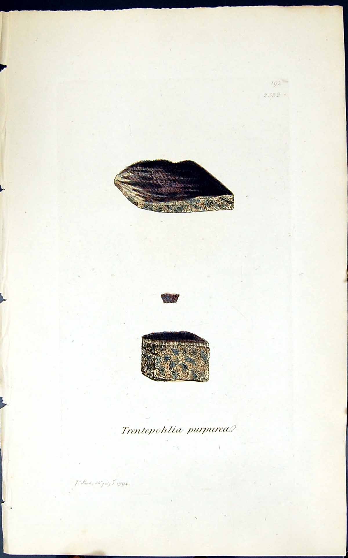 Old Print Trentepohlia Purpurea 1847 British Plants Sowerby Smith Colour 19th