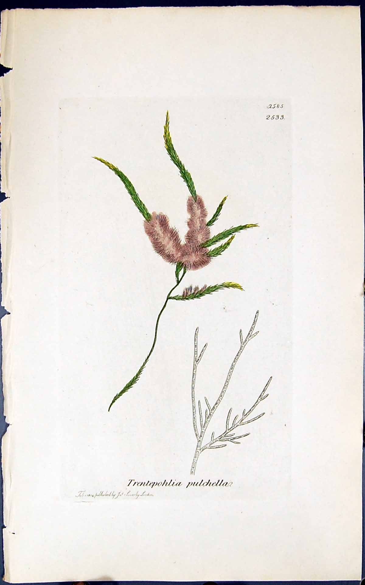 Antique Old Print Trentepohlia Pulchella 1847 British Plants Sowerby Smith 19th