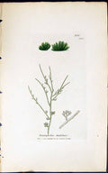 Antique Old Print Trentepholia Chalyboea 1847 British Plants Sowerby Smith 19th