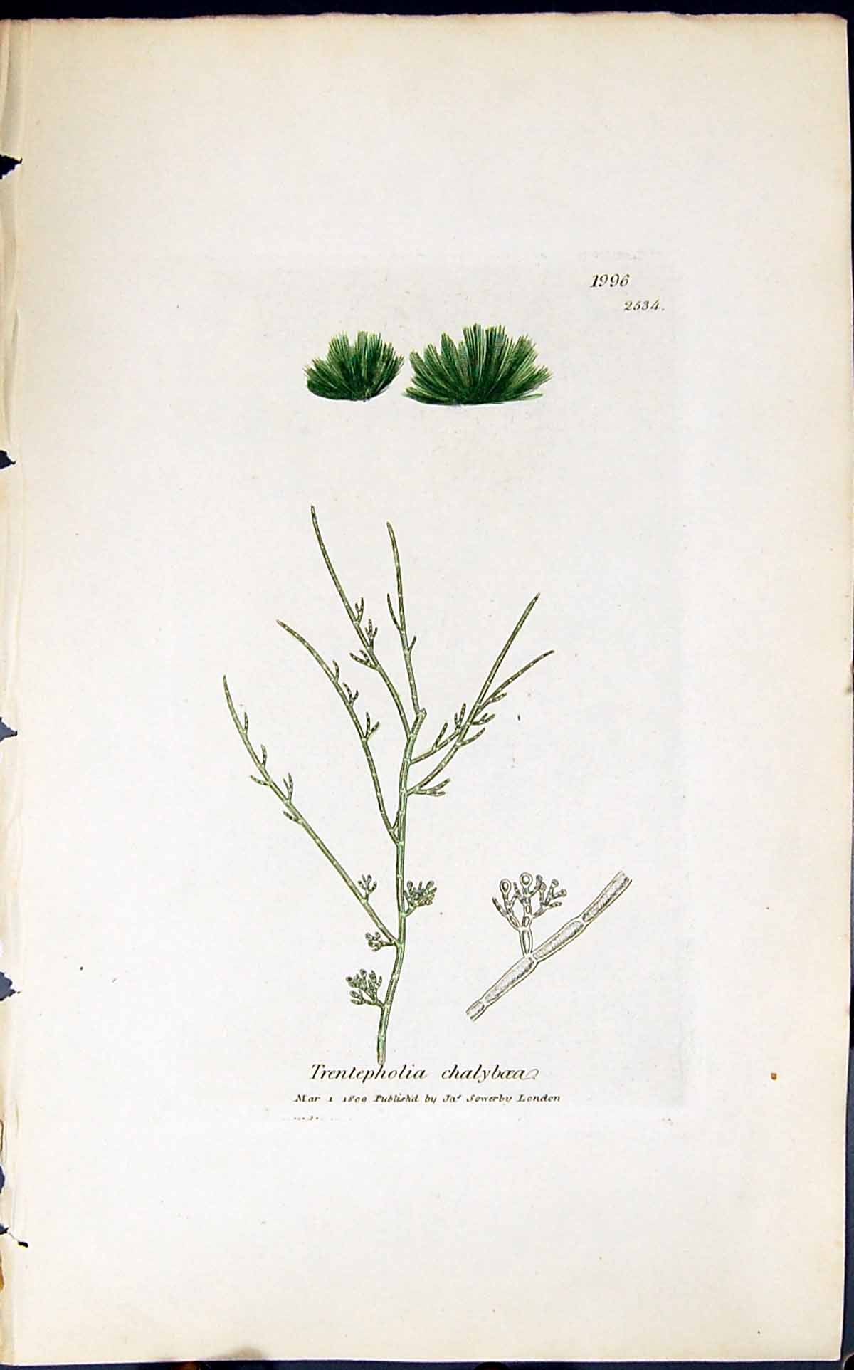 Antique Old Print Trentepholia Chalyboea 1847 British Plants Sowerby Smith 19th