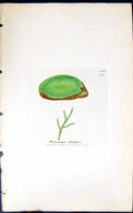 Antique Old Print Protonema Velutina 1847 British Plants Sowerby Smith Colour