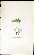 Antique Print Protonema Cryptarum 1847 British Plants Sowerby Smith Colour 19th