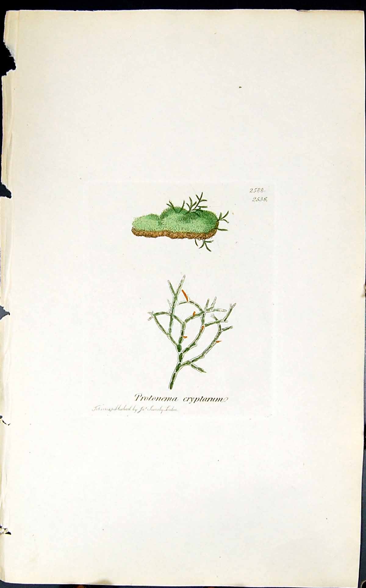 Antique Print Protonema Cryptarum 1847 British Plants Sowerby Smith Colour 19th