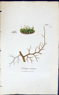 Antique Old Print Protonema Castanea 1847 British Plants Sowerby Smith Colour