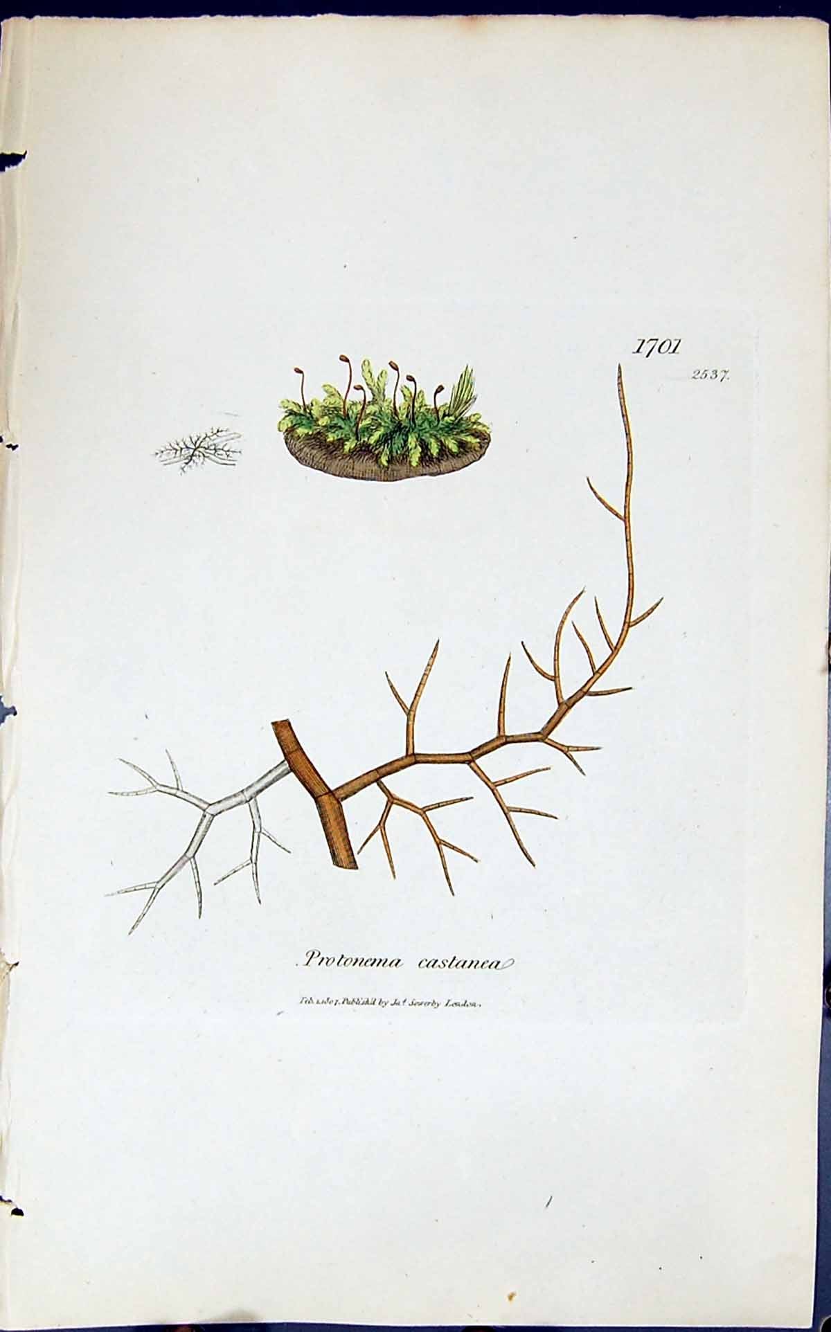 Antique Old Print Protonema Castanea 1847 British Plants Sowerby Smith Colour