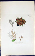 Antique Print Protonema Orthotrici 1847 British Plants Sowerby Smith Colour