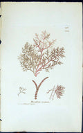 Antique Old Print Mesogloia Coccinea 1847 British Plants Sowerby Smith Colour