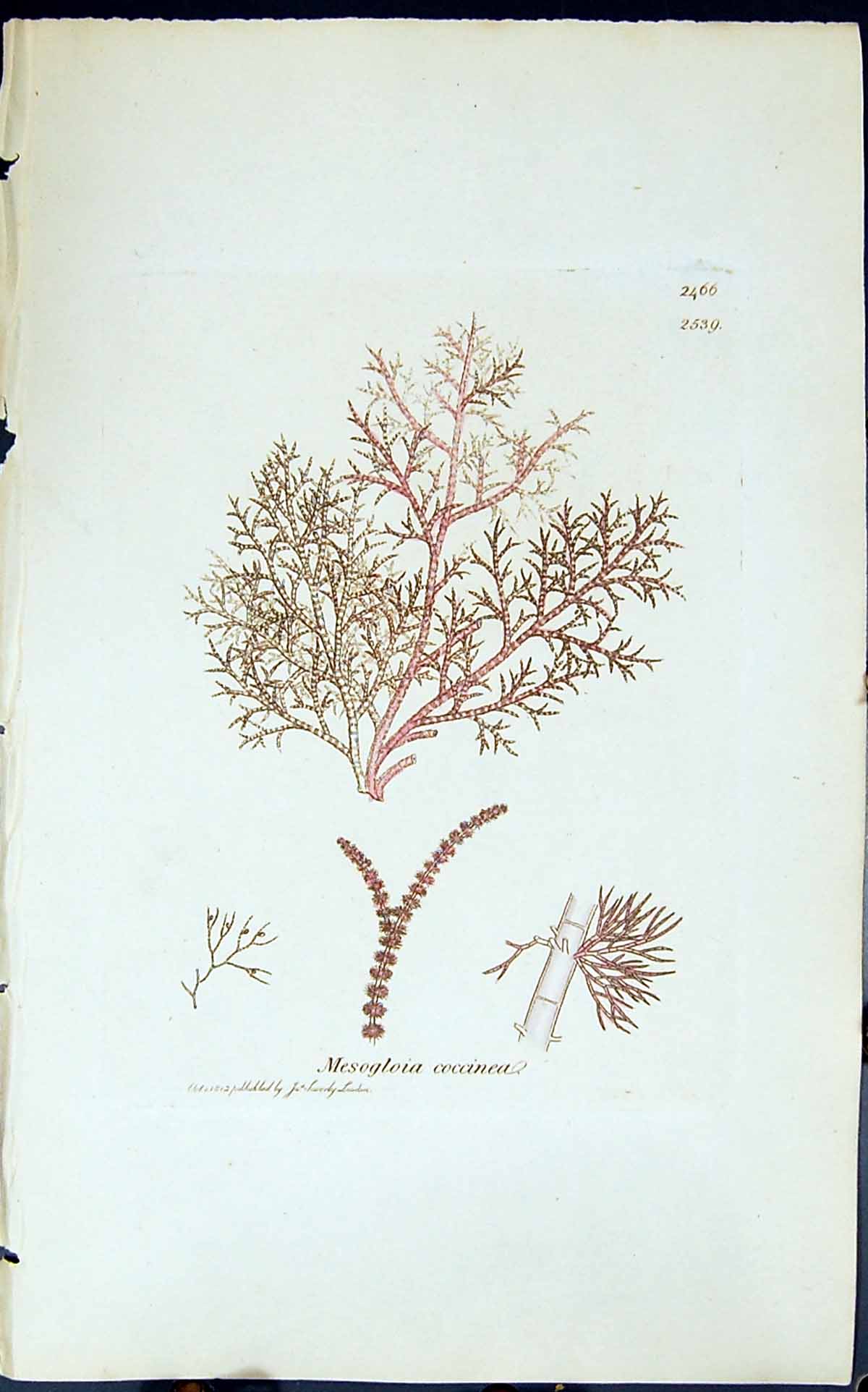 Antique Old Print Mesogloia Coccinea 1847 British Plants Sowerby Smith Colour