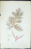 Antique Print Mesogloia Capillaris 1847 British Plants Sowerby Smith Colour