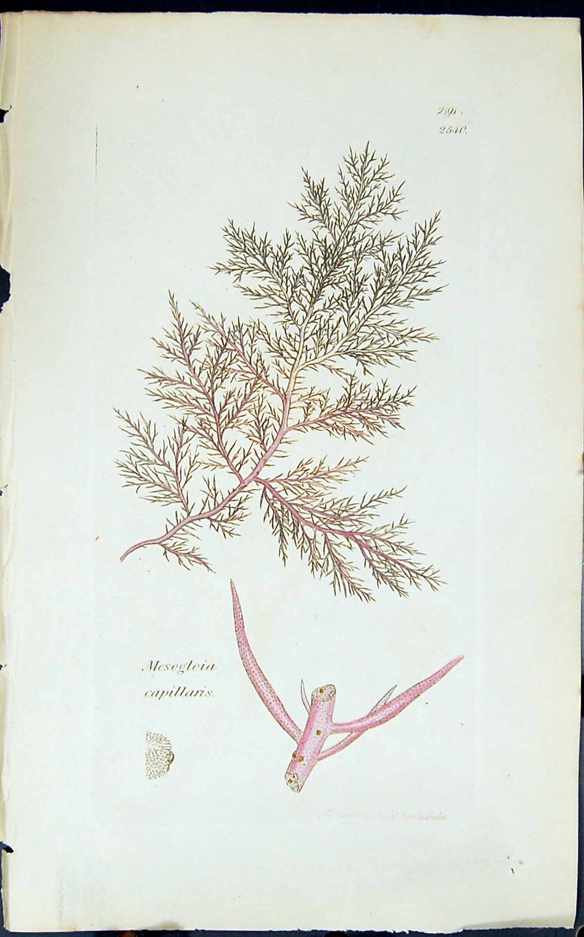 Antique Print Mesogloia Capillaris 1847 British Plants Sowerby Smith Colour
