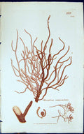 Antique Old Print Mesogloia Vermicularis 1847 British Plants Sowerby Smith 19th