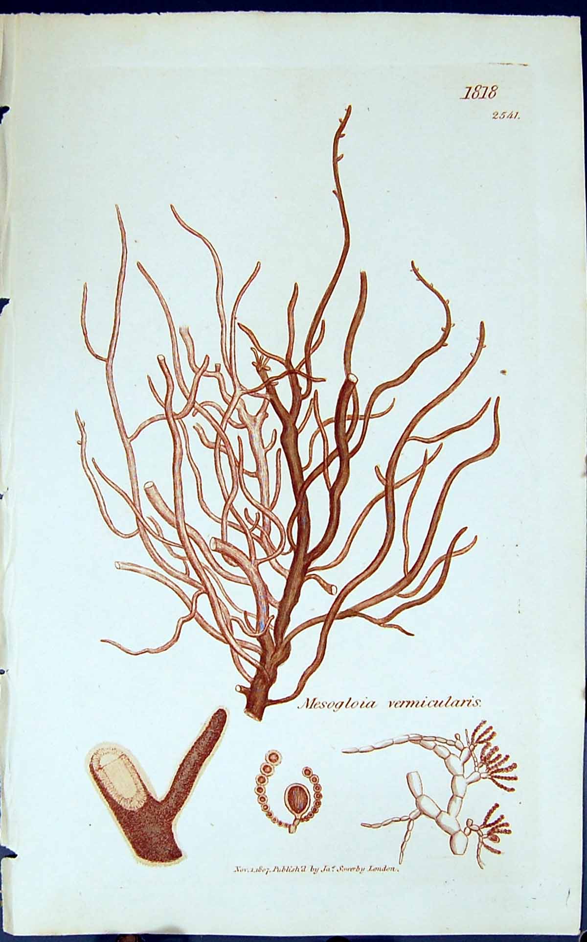 Antique Old Print Mesogloia Vermicularis 1847 British Plants Sowerby Smith 19th