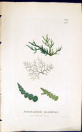 Antique Print Batrachospermum Moniliforme 1847 British Plants Sowerby Smith