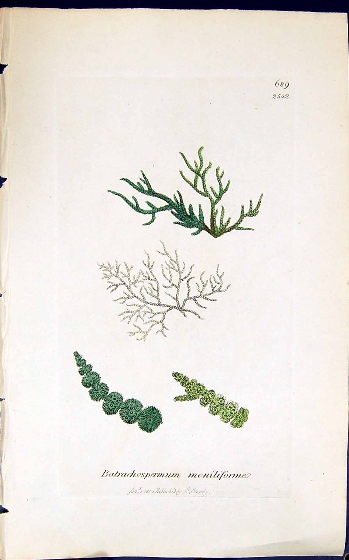 Antique Print Batrachospermum Moniliforme 1847 British Plants Sowerby Smith