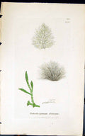 Antique Old Print Batrachospermum Detersum 1847 British Plants Sowerby Smith