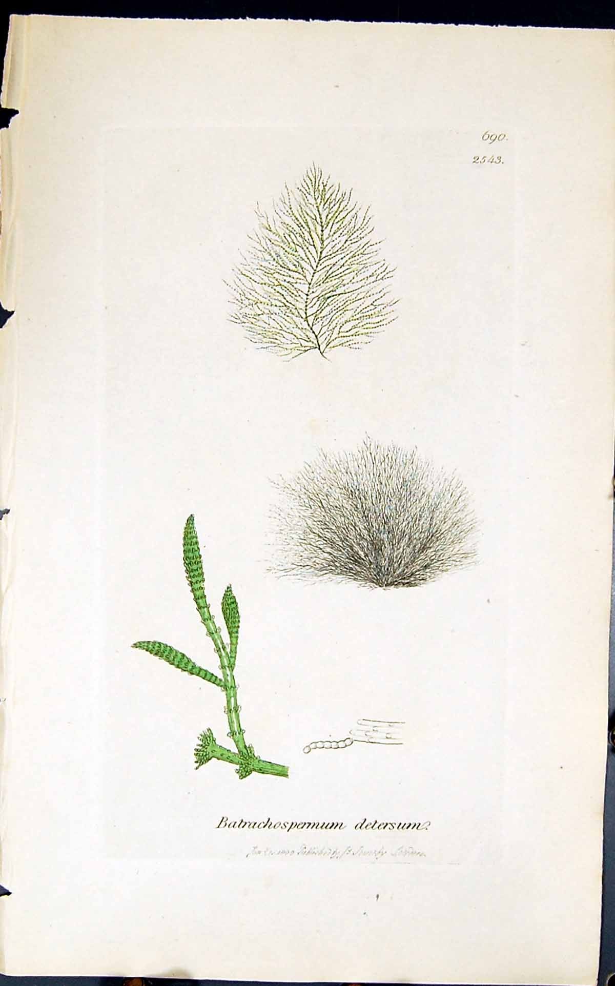 Antique Old Print Batrachospermum Detersum 1847 British Plants Sowerby Smith