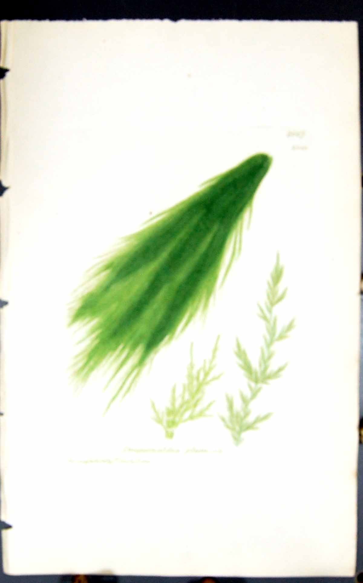 Antique Print Draparnaldia Plumosa 1847 British Plants Sowerby Smith Colour