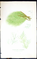 Antique Old Print Draparnaldia Glomerata 1847 British Plants Sowerby Smith 19th