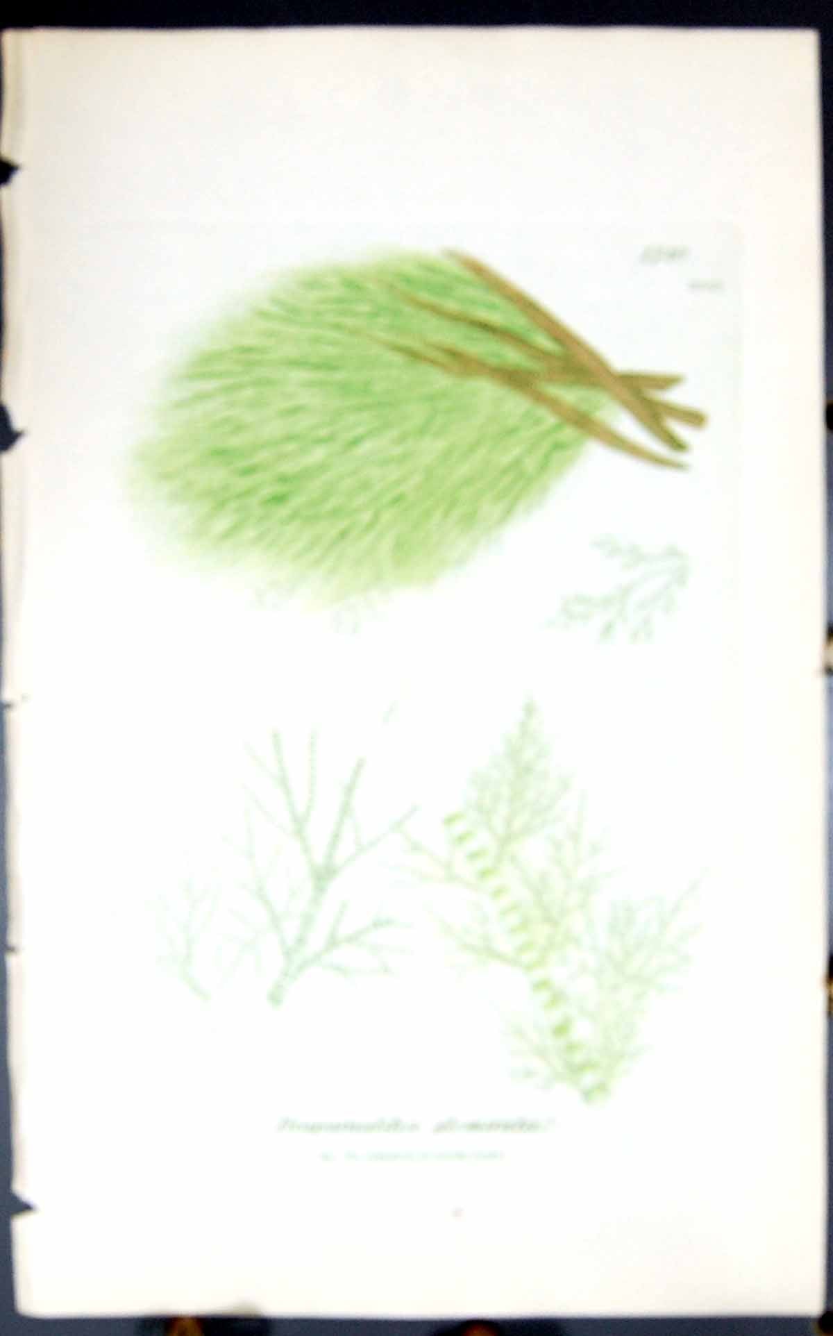 Antique Old Print Draparnaldia Glomerata 1847 British Plants Sowerby Smith 19th
