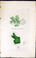 Antique Old Print Choetophora Endivioefolia 1847 British Plants Sowerby Smith