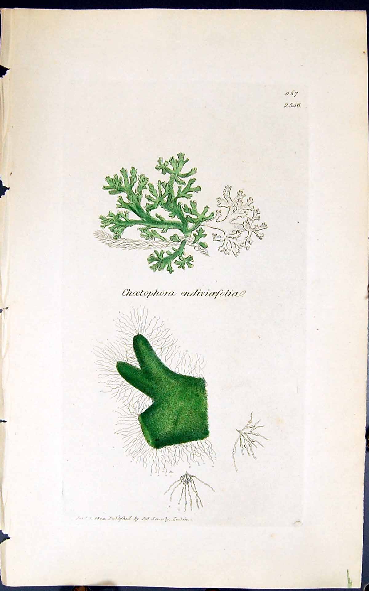 Antique Old Print Choetophora Endivioefolia 1847 British Plants Sowerby Smith